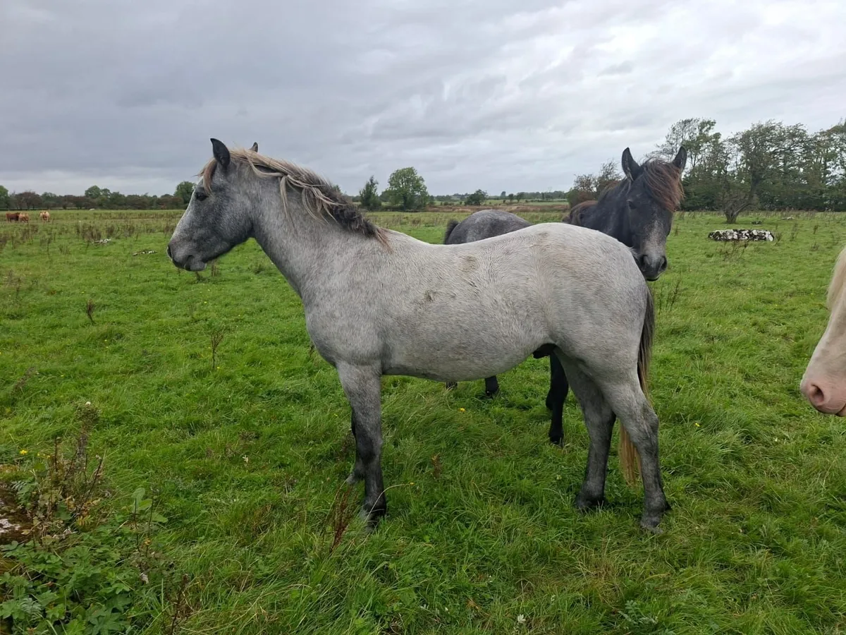 Lovely 2 year old Connemara gelding out of Class 1 - Image 3