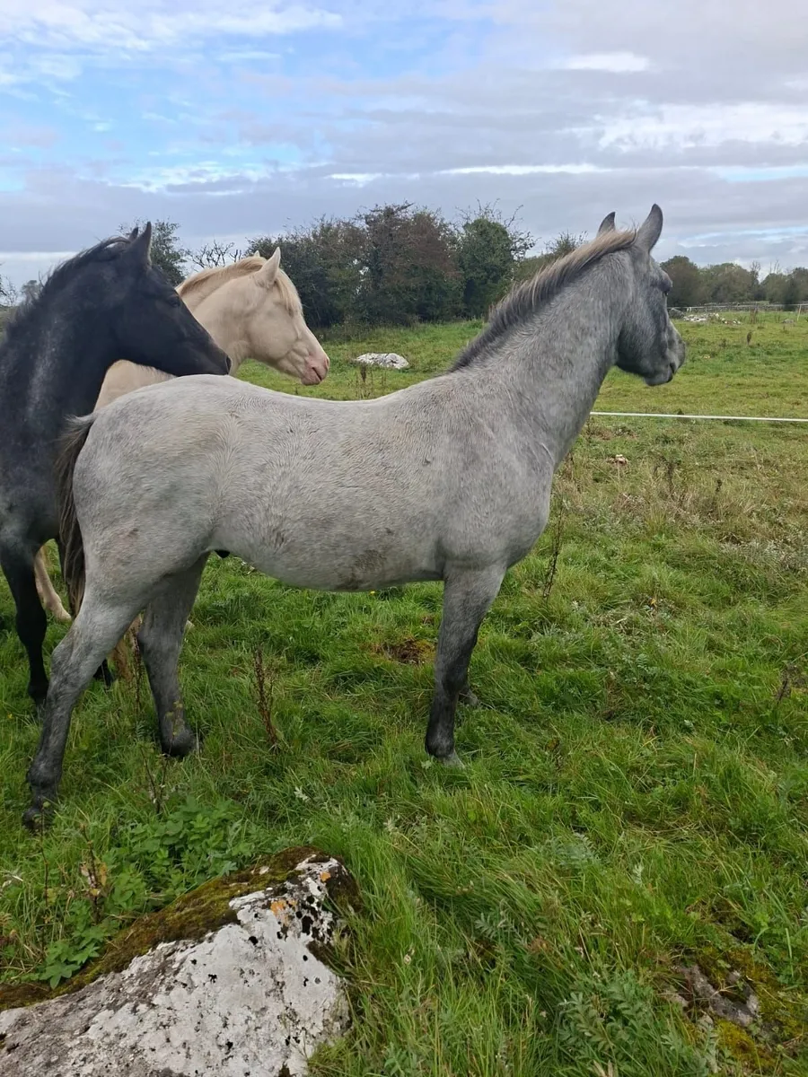 Lovely 2 year old Connemara gelding out of Class 1 - Image 4