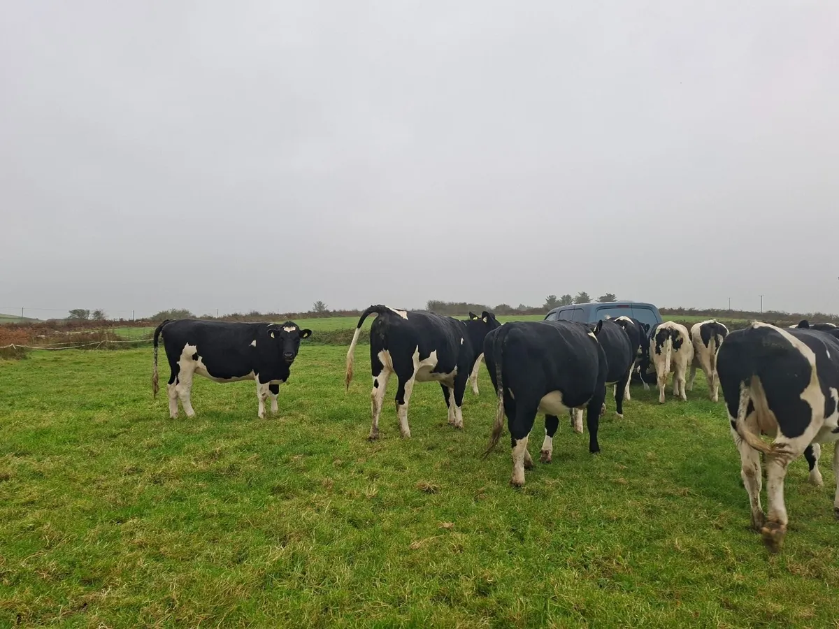Incalf friesian heifer s - Image 2