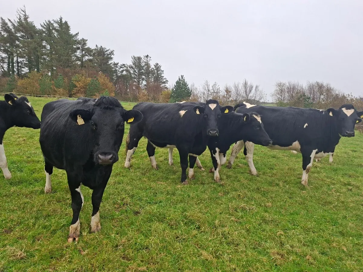 Incalf friesian heifer s - Image 4
