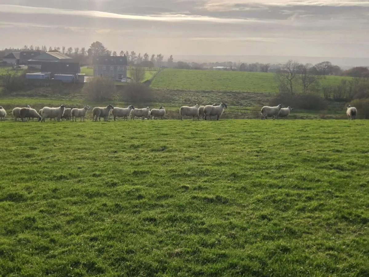 Mule Ewes - Image 1