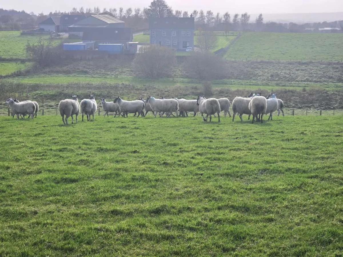 Mule Ewes - Image 2