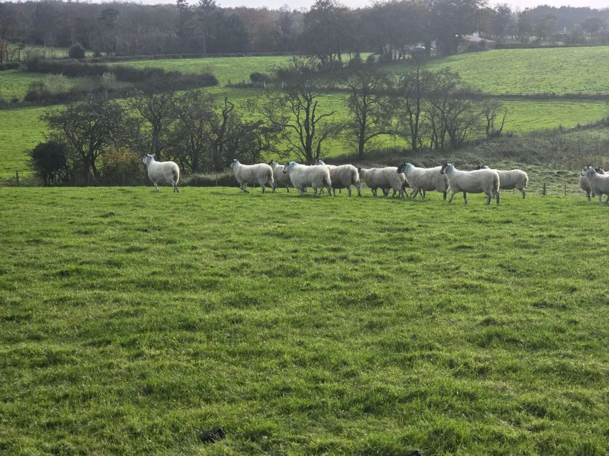Mule Ewes - Image 3