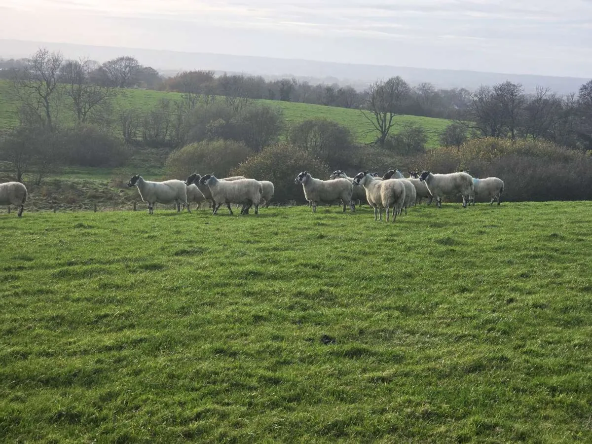 Mule Ewes - Image 4
