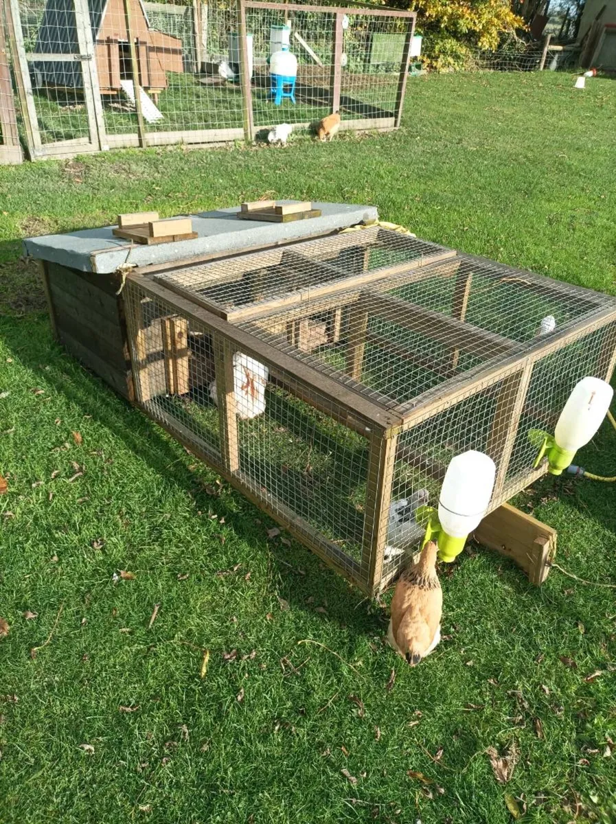 Chicken coops - Image 1