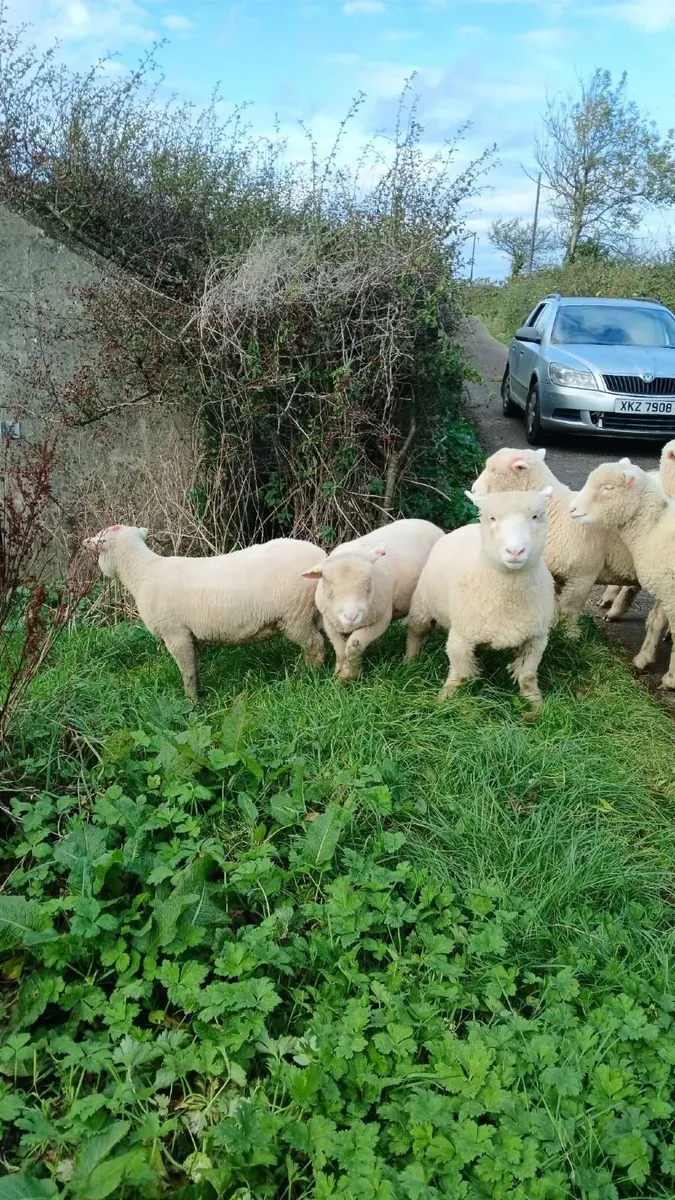 20 Dorset ewe lambs. - Image 2