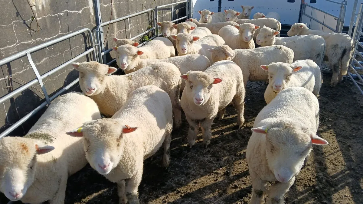 20 Dorset ewe lambs. - Image 1
