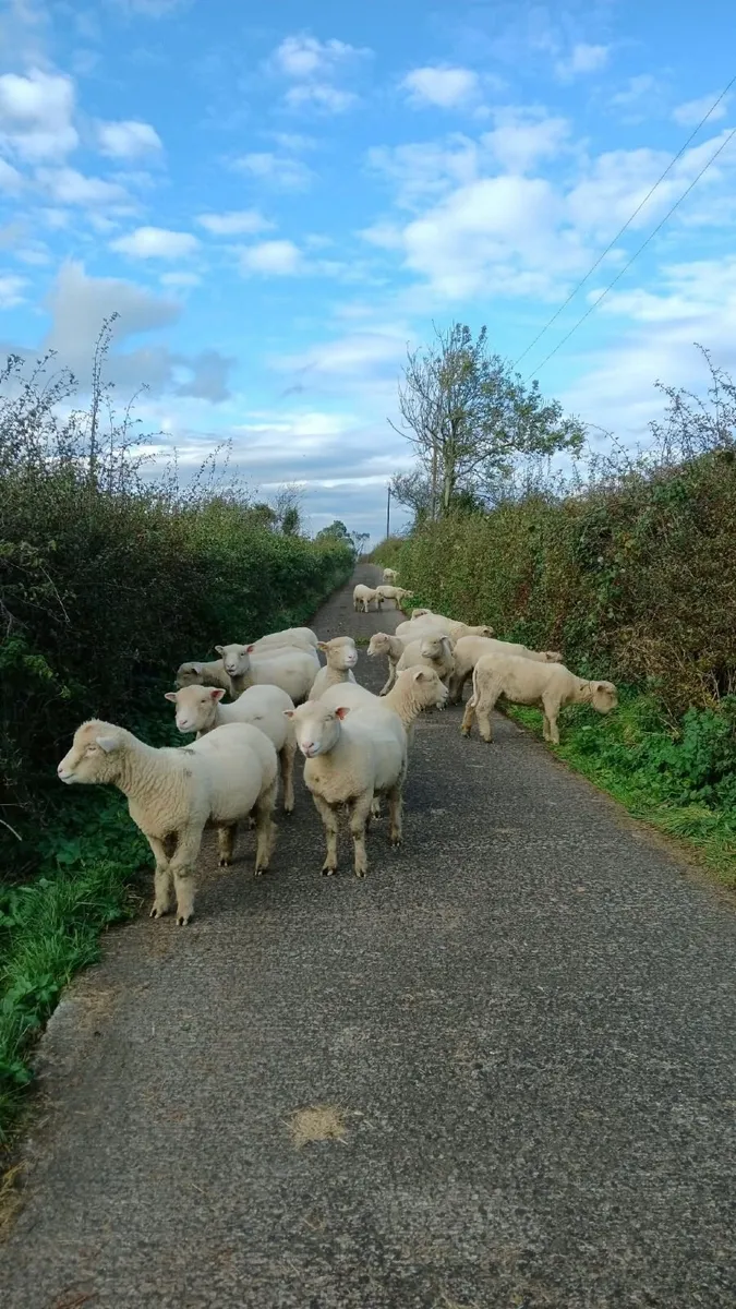 20 Dorset ewe lambs. - Image 3