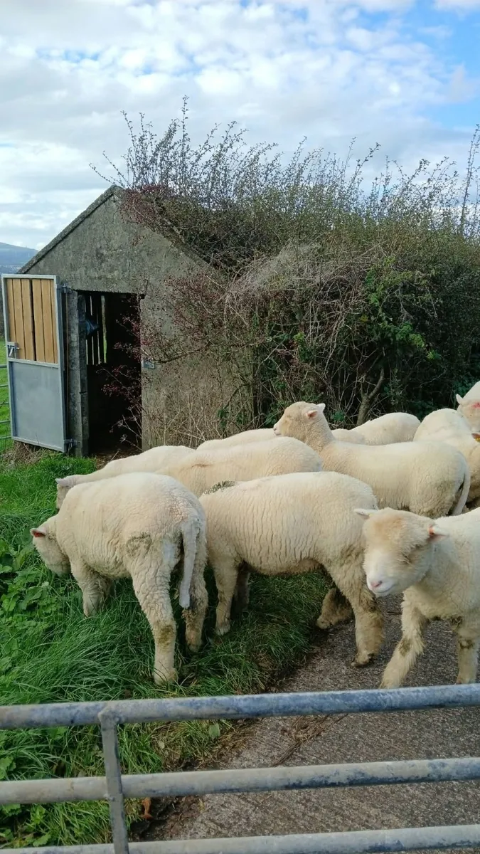 20 Dorset ewe lambs. - Image 4