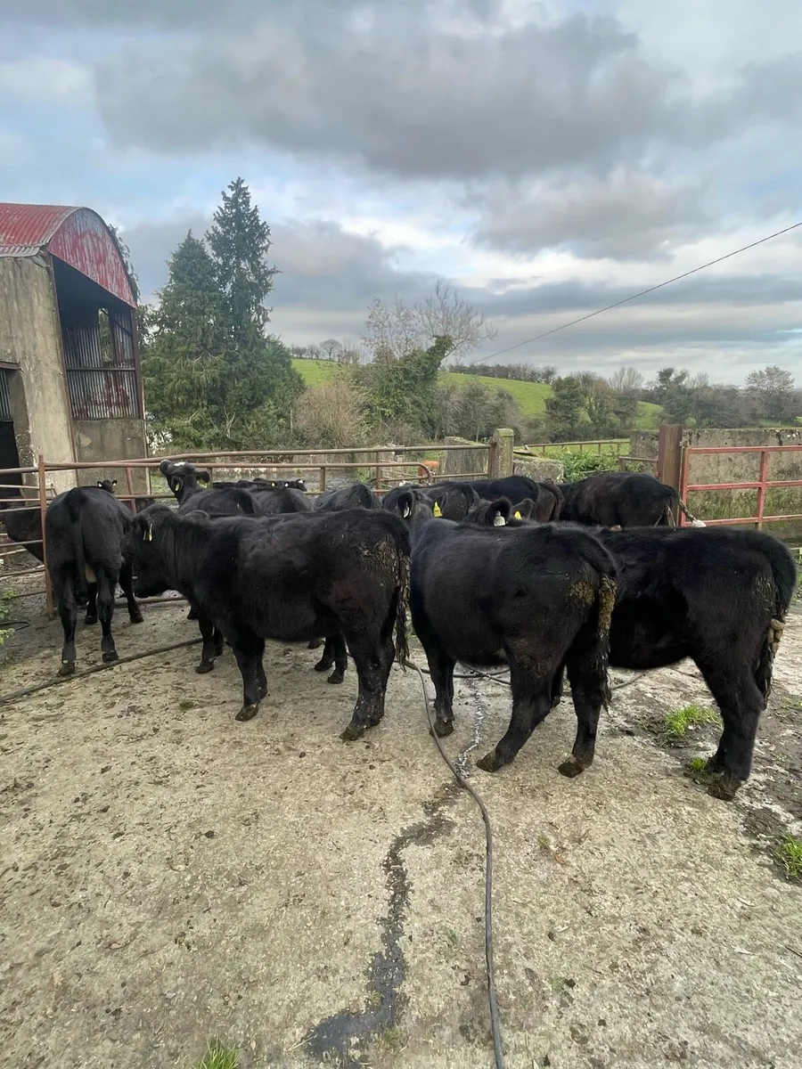 Reared Calves - Image 1