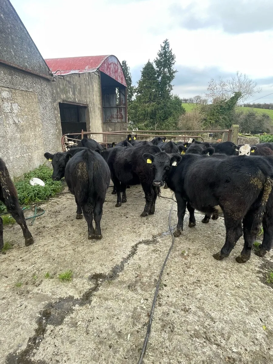 Reared Calves - Image 2