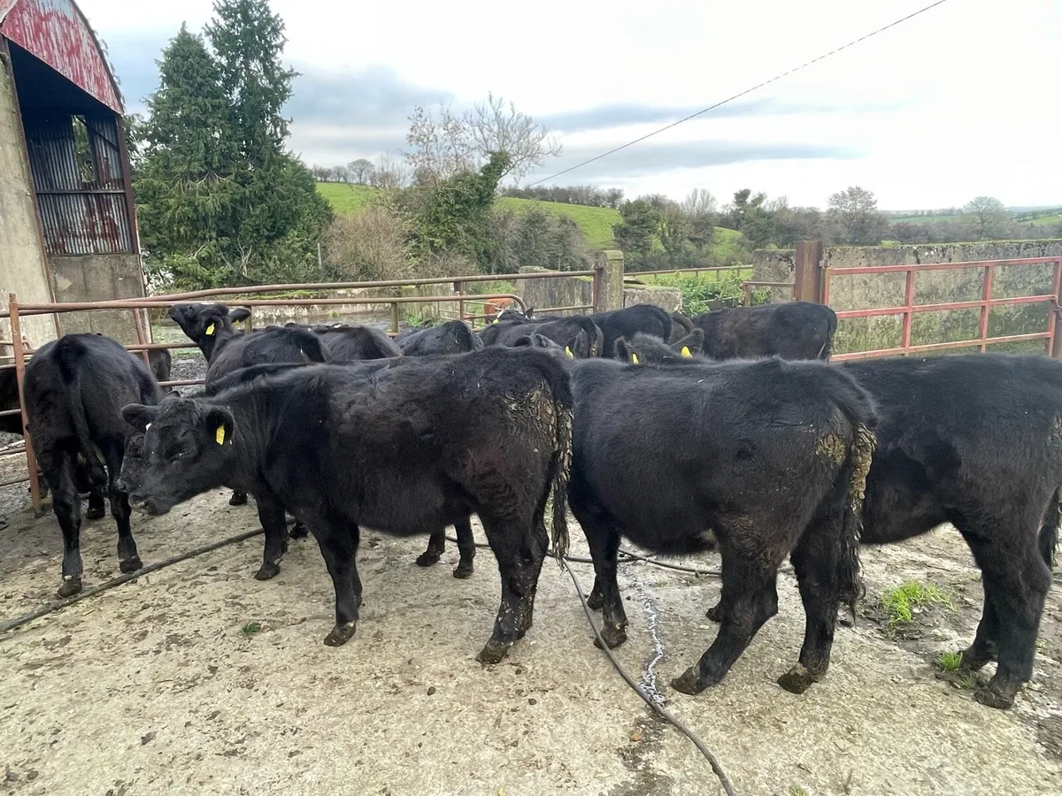 Reared Calves - Image 3