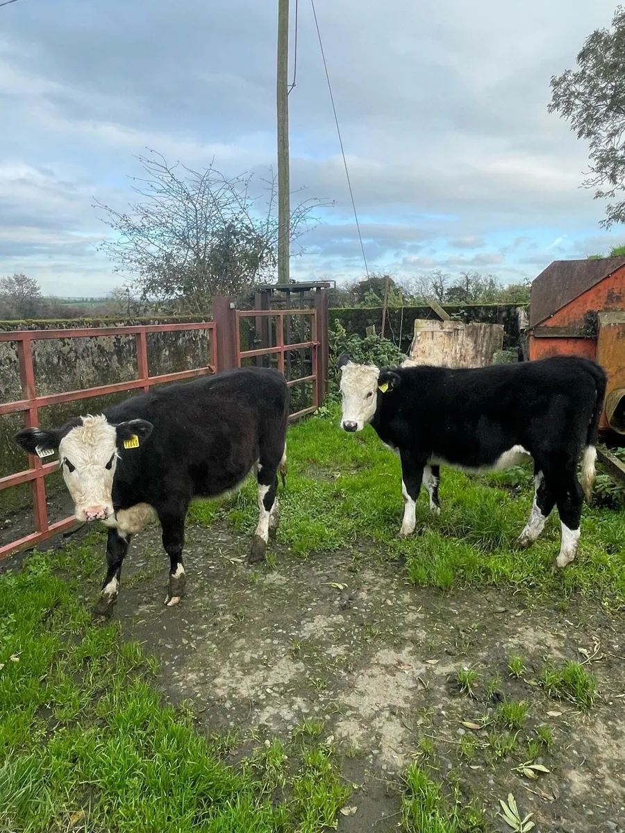Reared Calves - Image 4