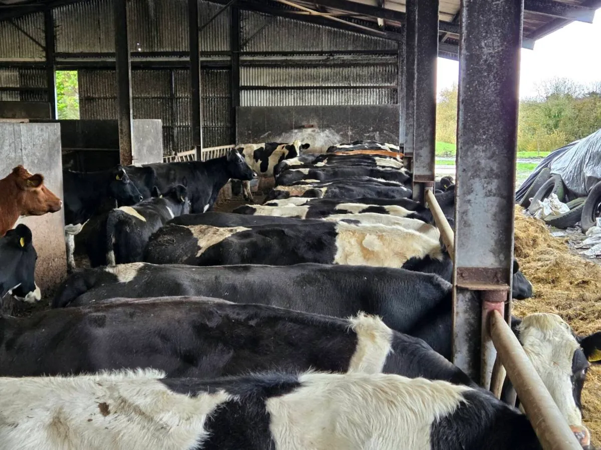 Dairy cows - Image 2