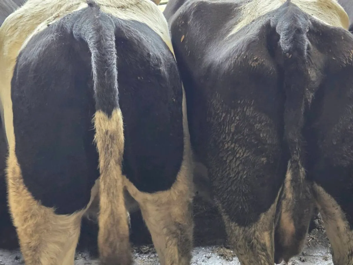 Dairy cows - Image 3