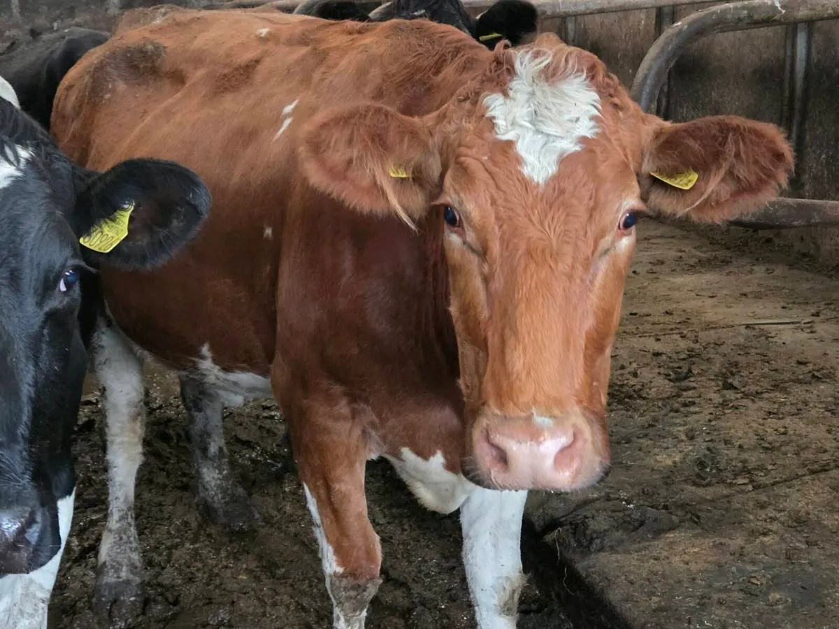 Dairy cows - Image 4