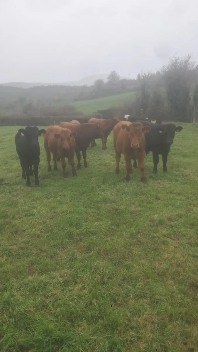 Limision bull weanlings - Image 2