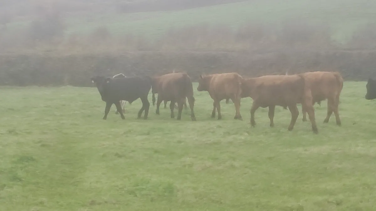 Limision bull weanlings - Image 4