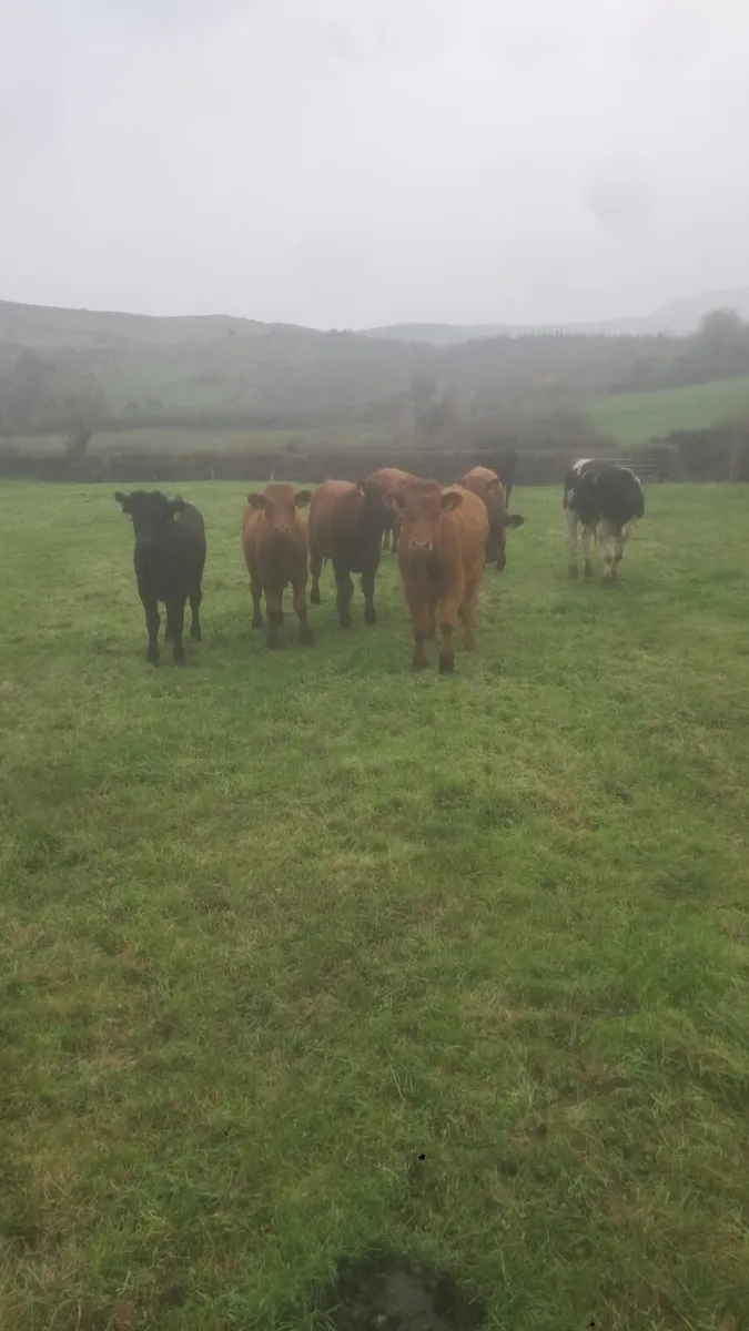 Limision bull weanlings - Image 3