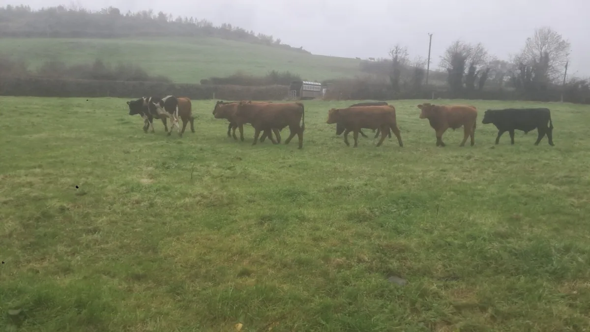Limision bull weanlings - Image 1