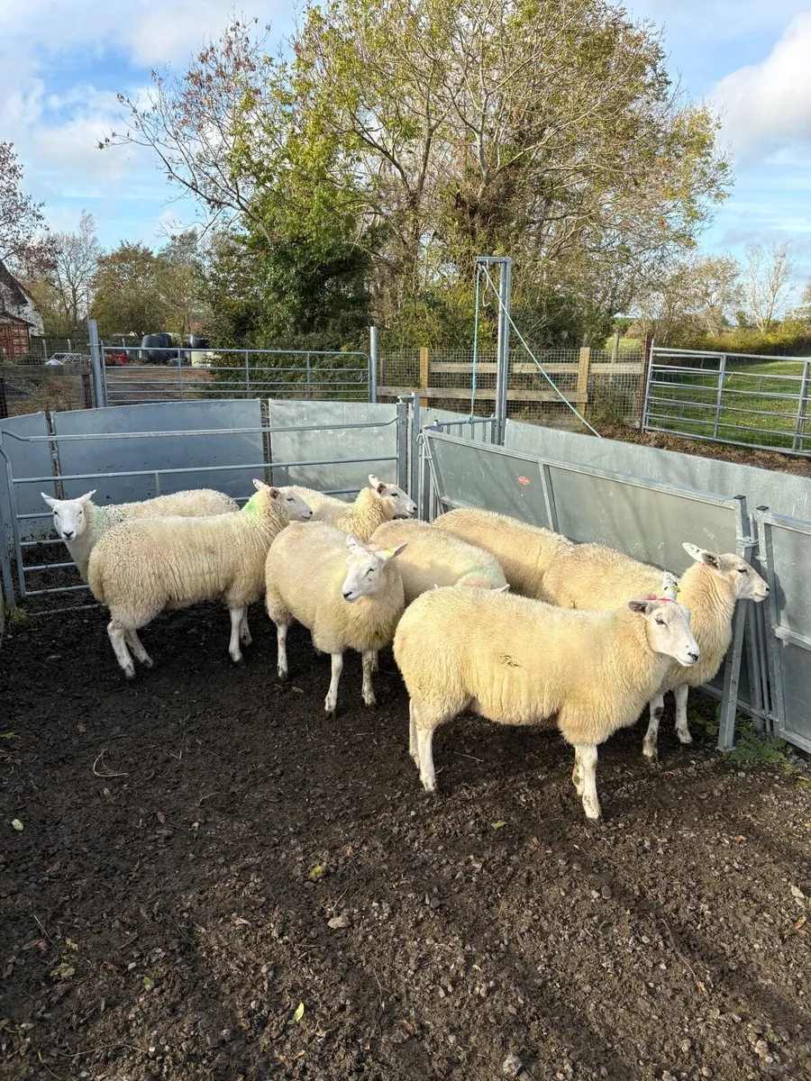 Lleyn ewe lambs - Image 2