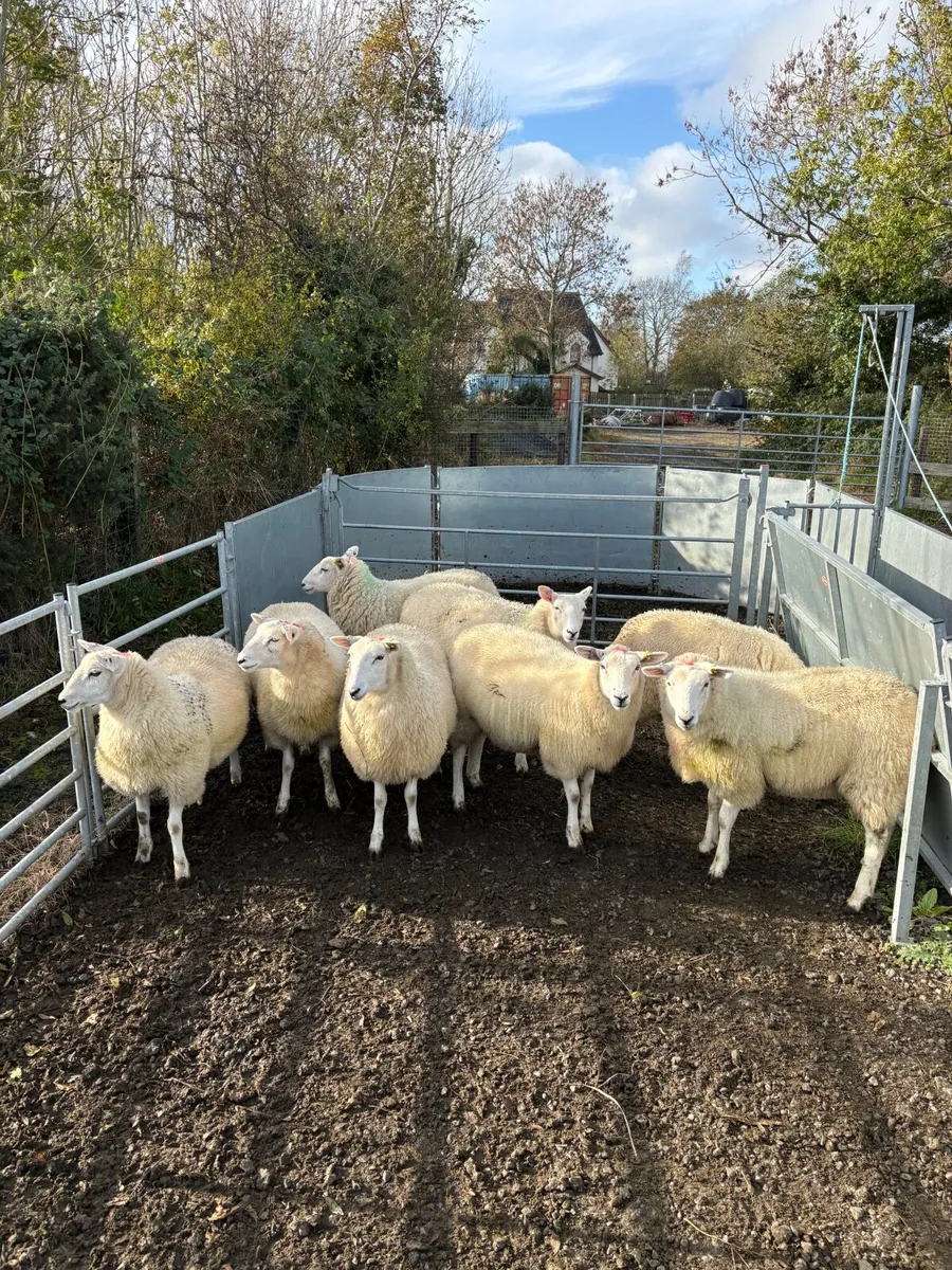 Lleyn ewe lambs - Image 1