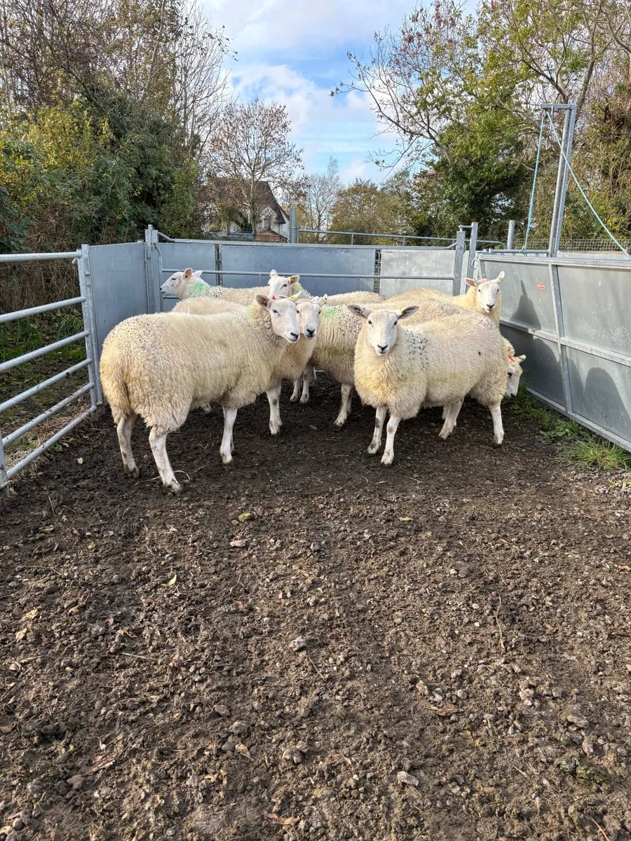 Lleyn ewe lambs - Image 3