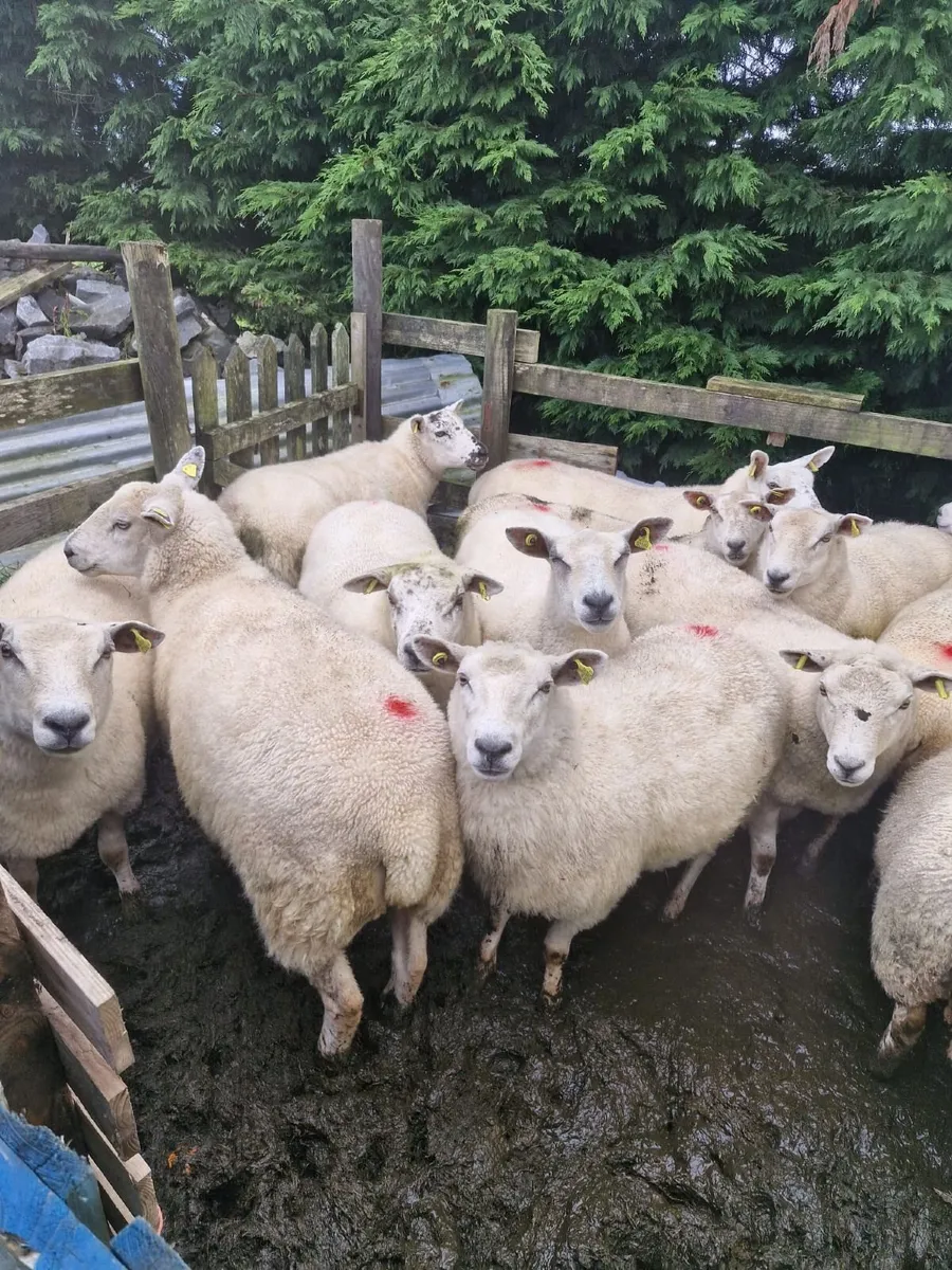 Sheep