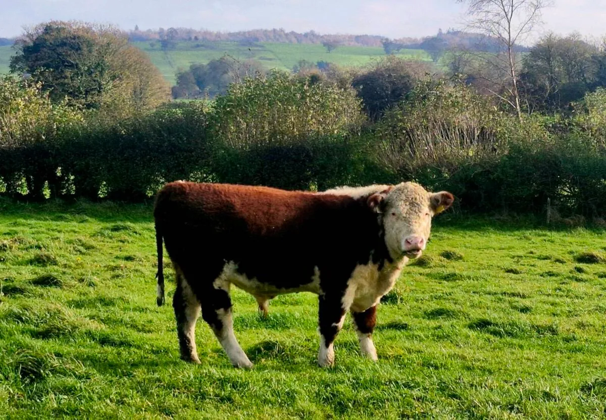 5⭐️Hereferd bulls - Image 1