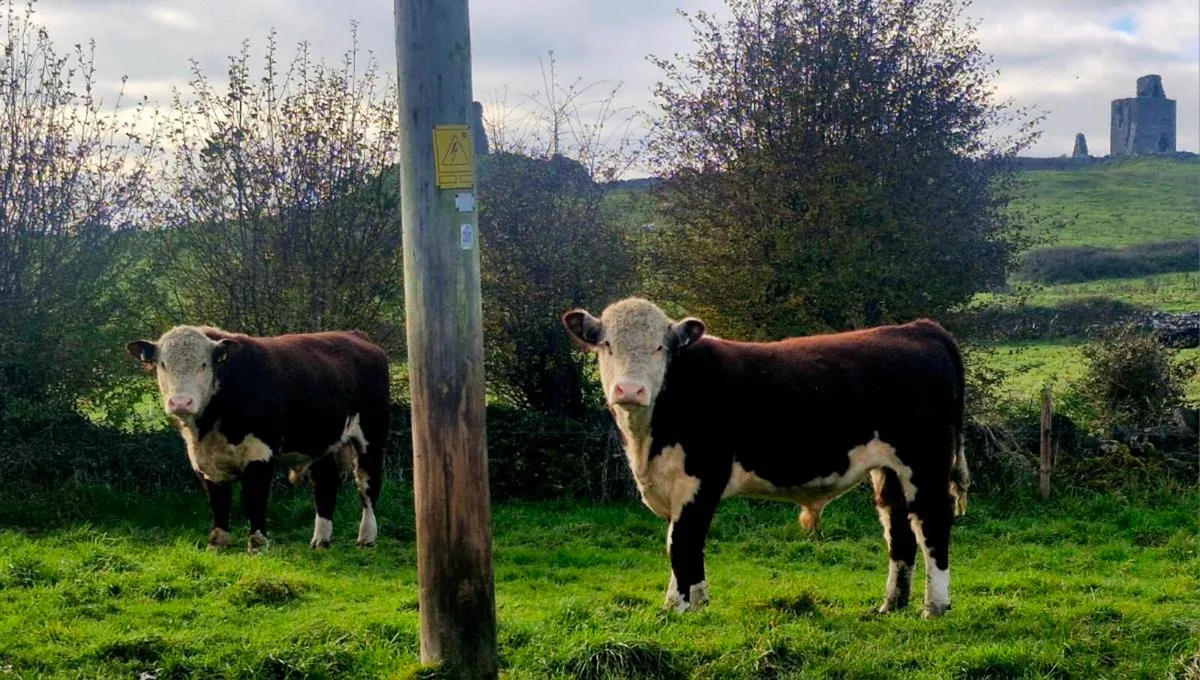 5⭐️Hereferd bulls - Image 2