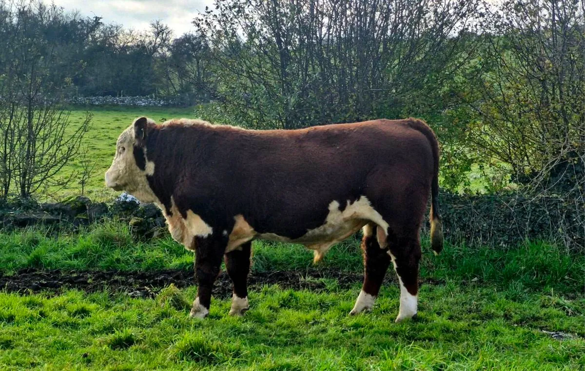 5⭐️Hereferd bulls - Image 3