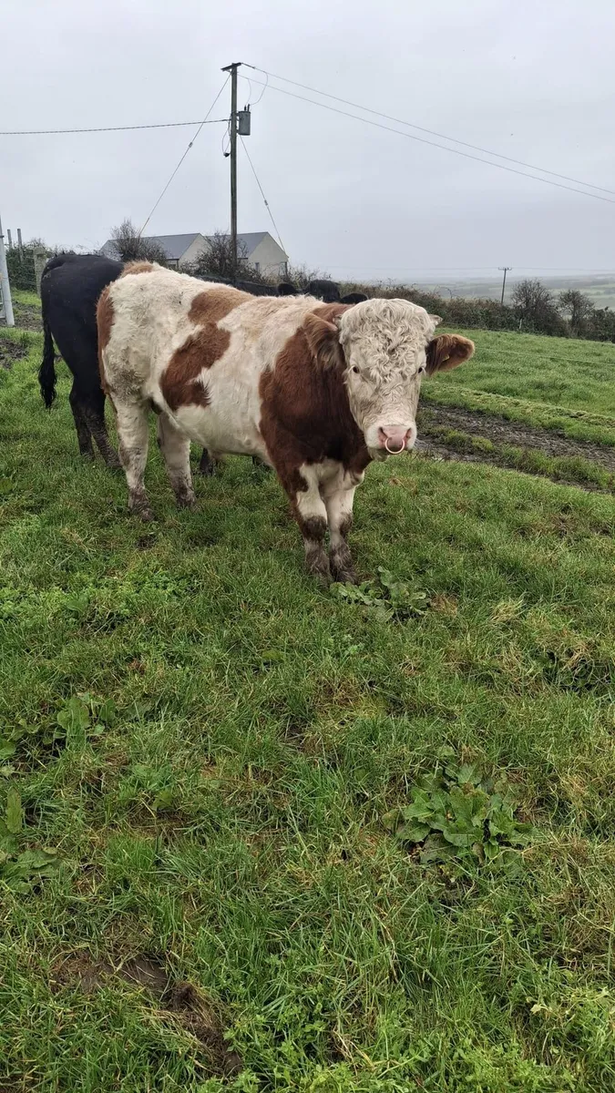 Pedigree Simmental bull - Image 1