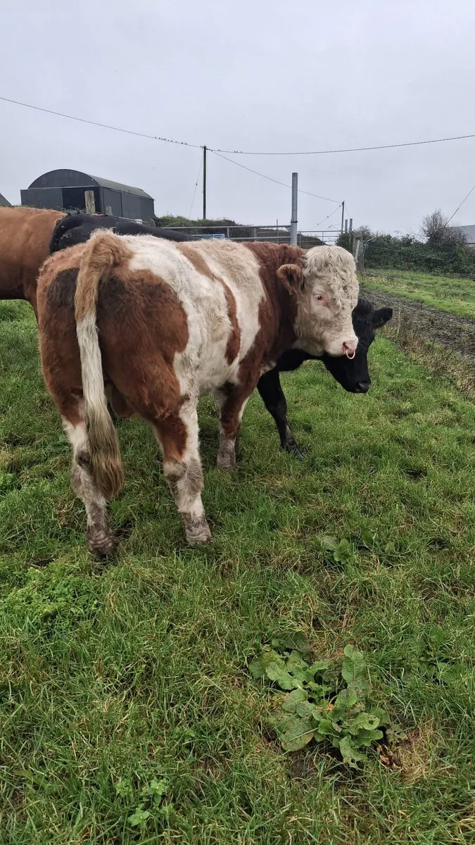 Pedigree Simmental bull - Image 4