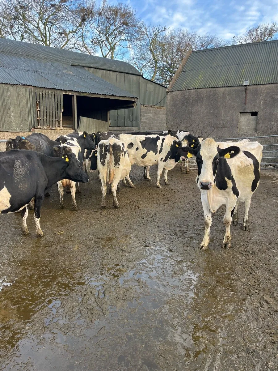 10 empty milking cows - Image 1