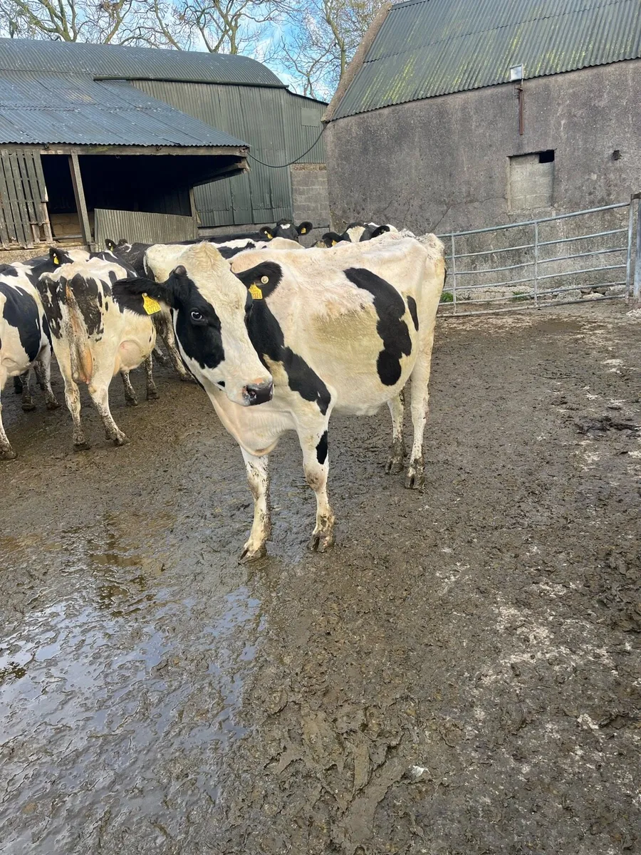 10 empty milking cows - Image 2