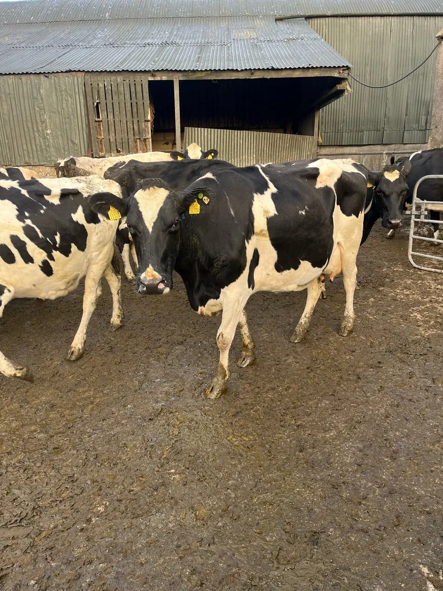 10 empty milking cows - Image 3