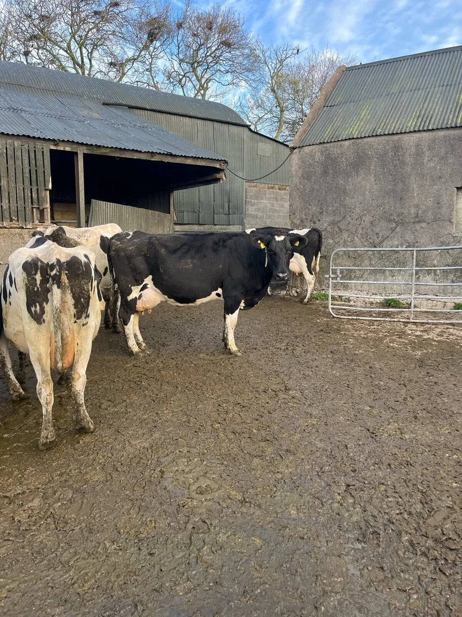 10 empty milking cows - Image 4