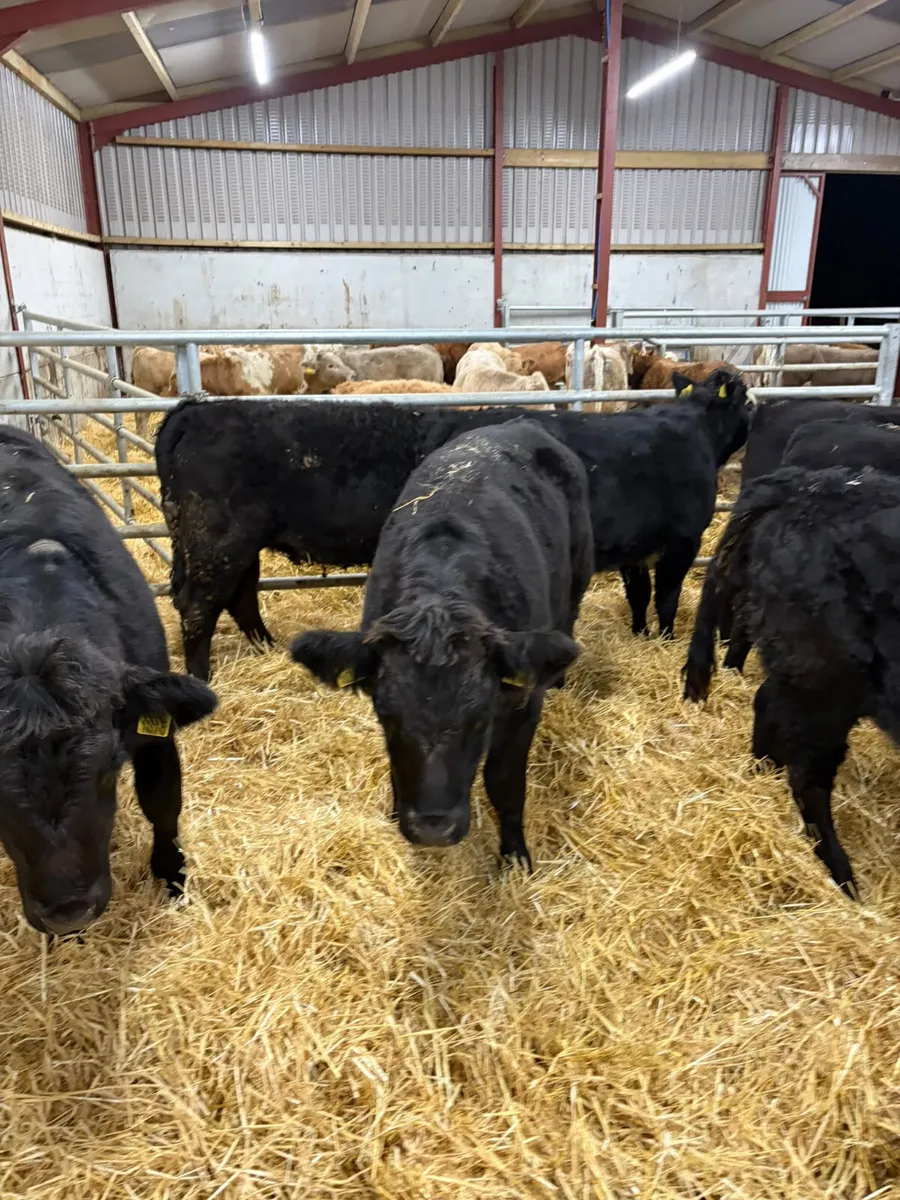 Lim heifers - Image 3