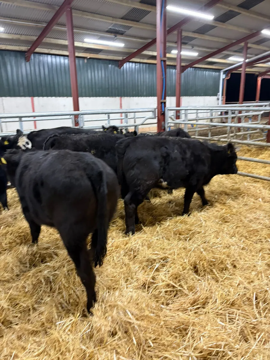Lim heifers - Image 1