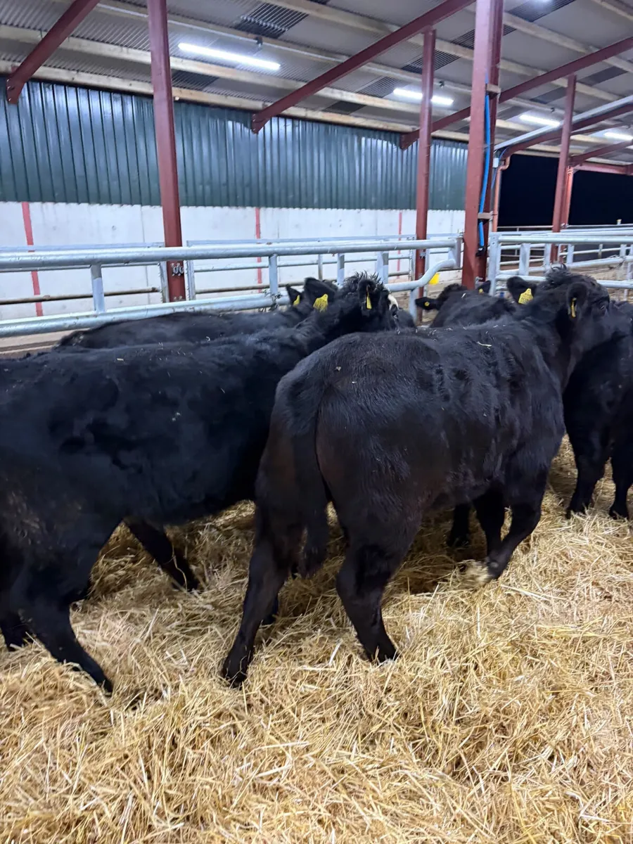 Lim heifers - Image 2