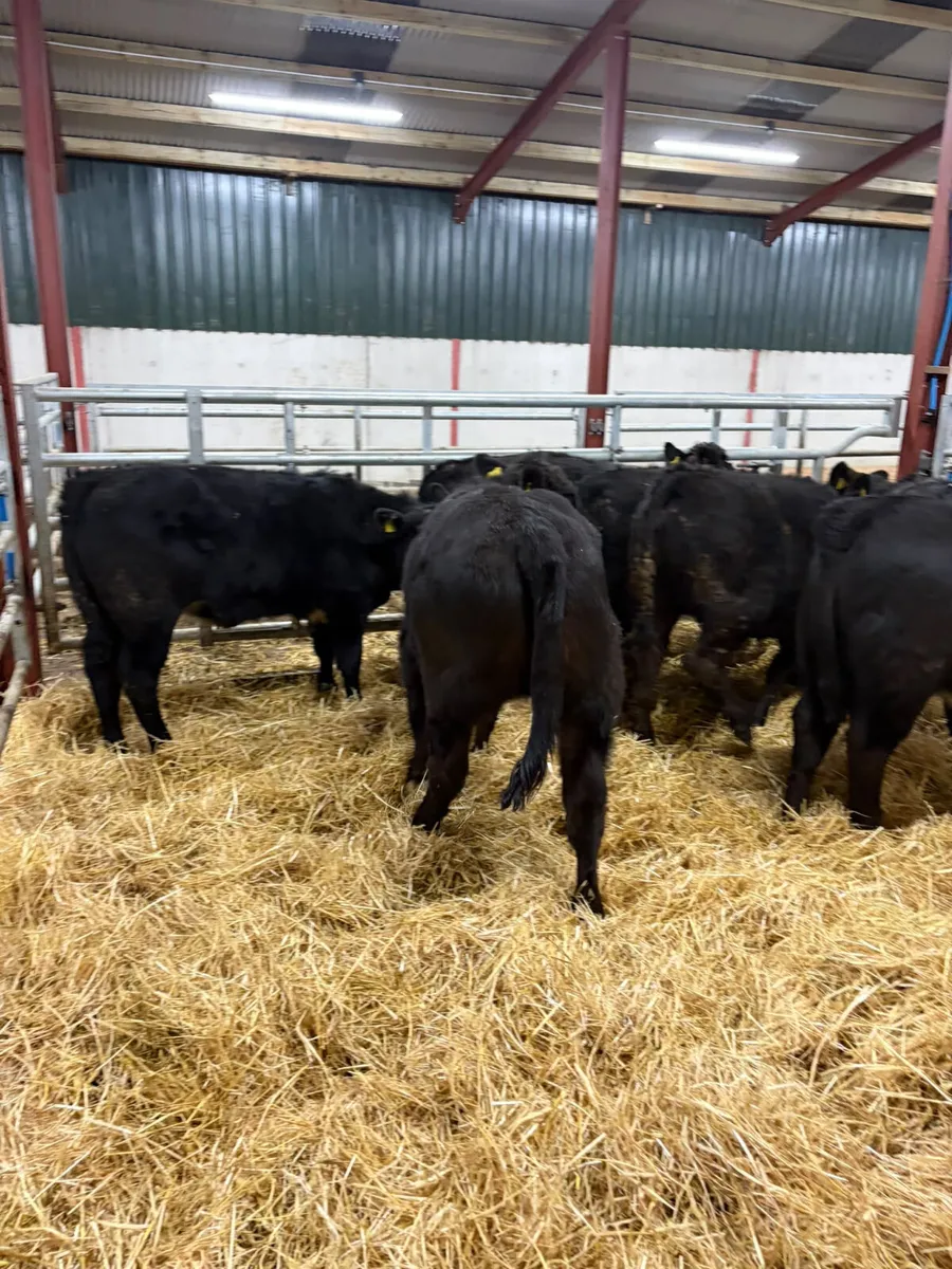Lim heifers - Image 4