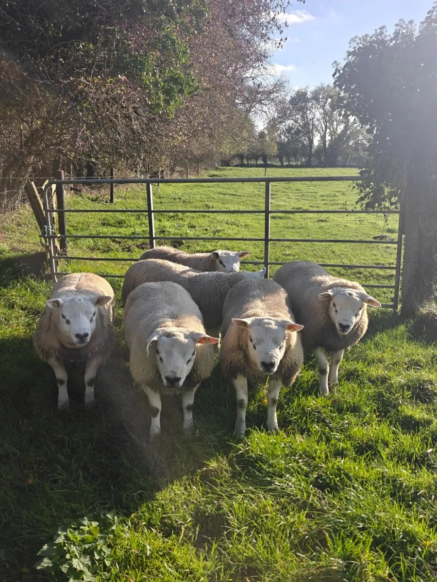 Pedigree Texel ram lambs - Image 3
