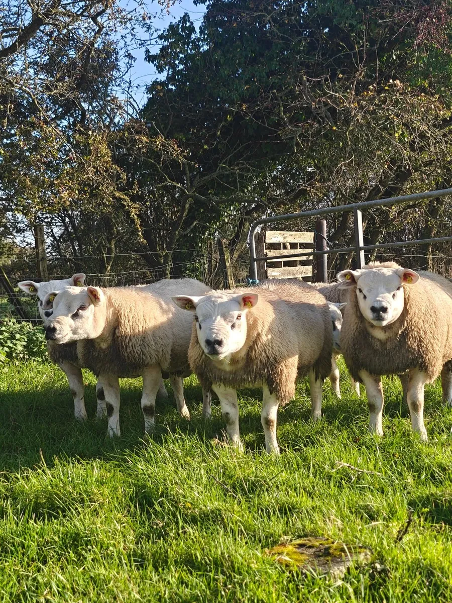 Pedigree Texel ram lambs - Image 1
