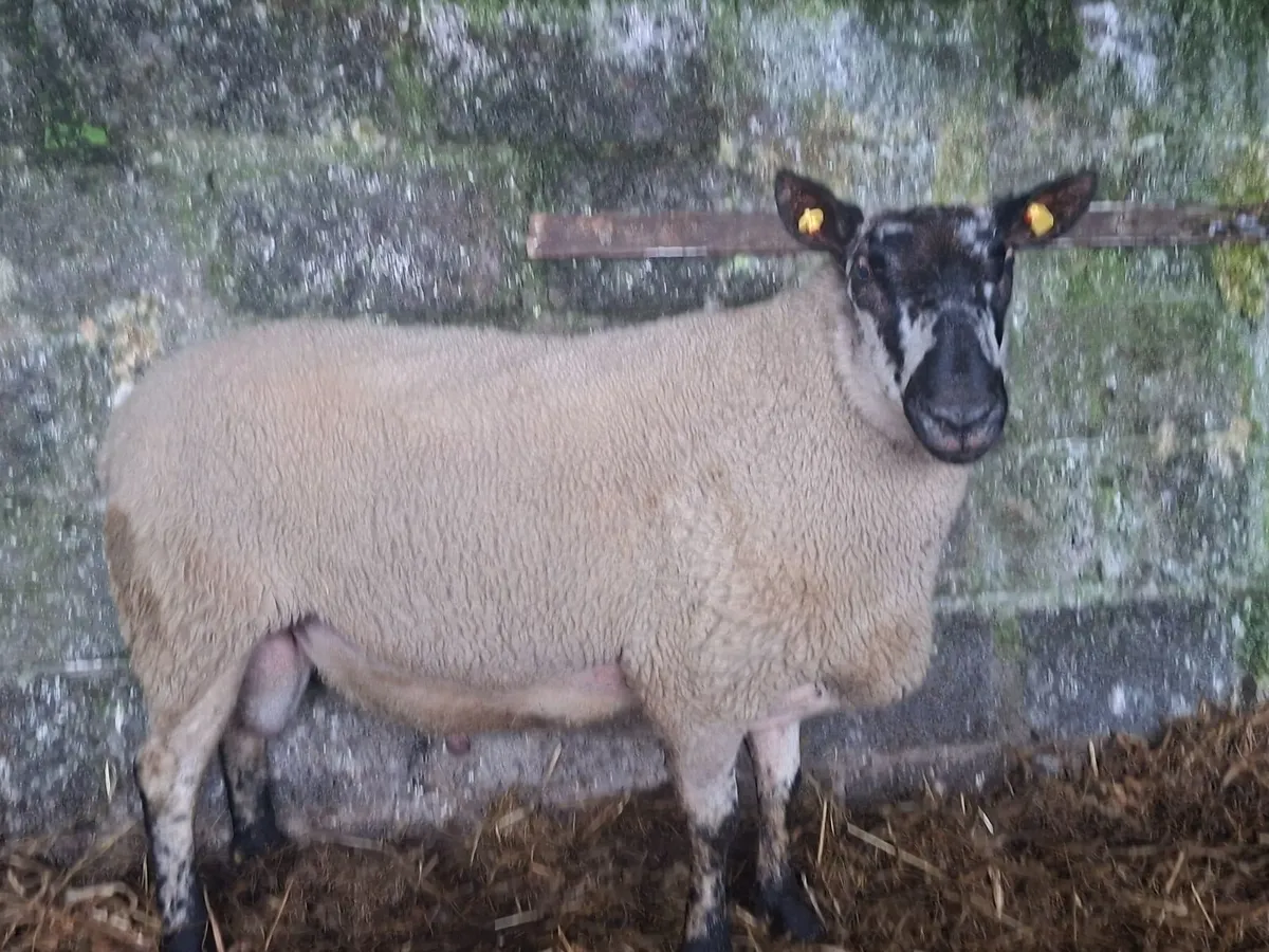 Milford ram - Image 4