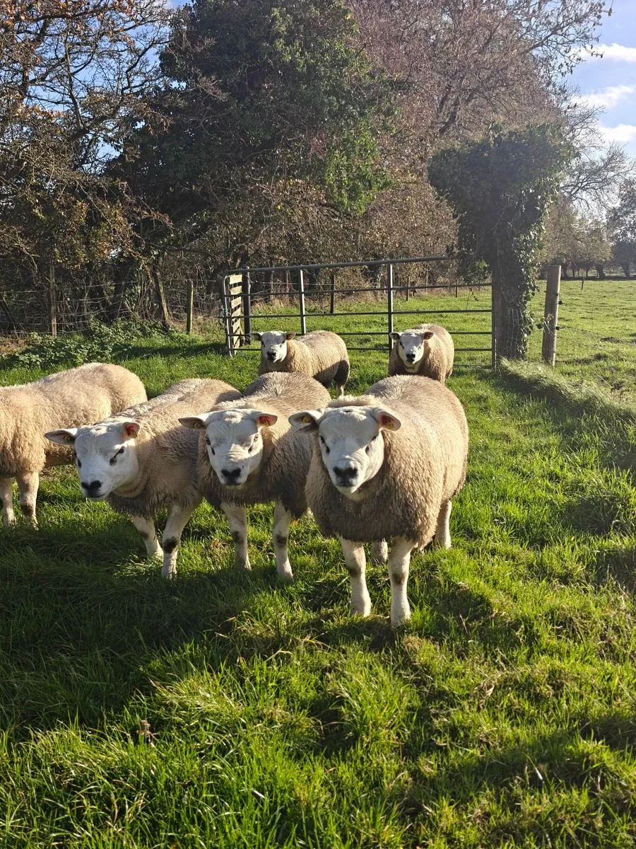 Pedigree Texel ram lambs - Image 2