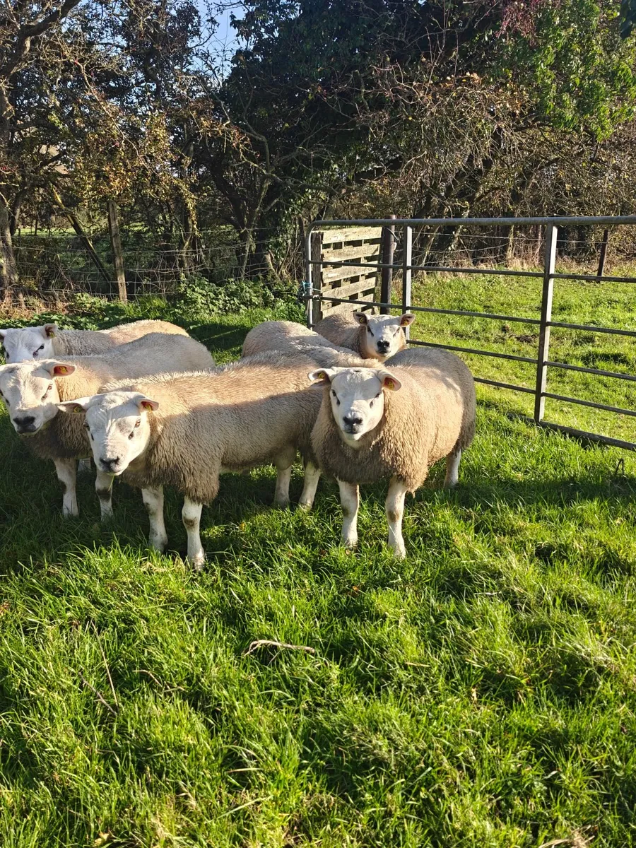 Pedigree Texel ram lambs - Image 4