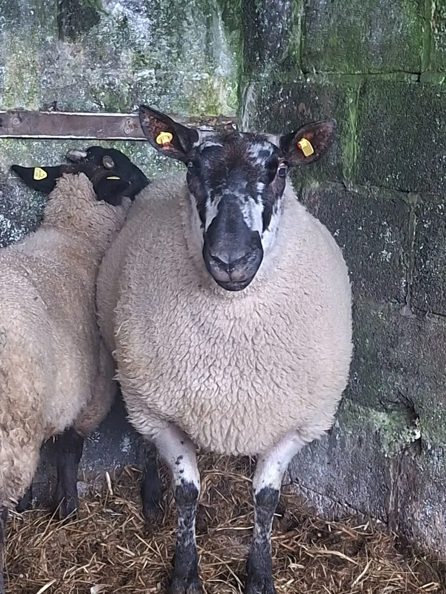 Milford ram - Image 1