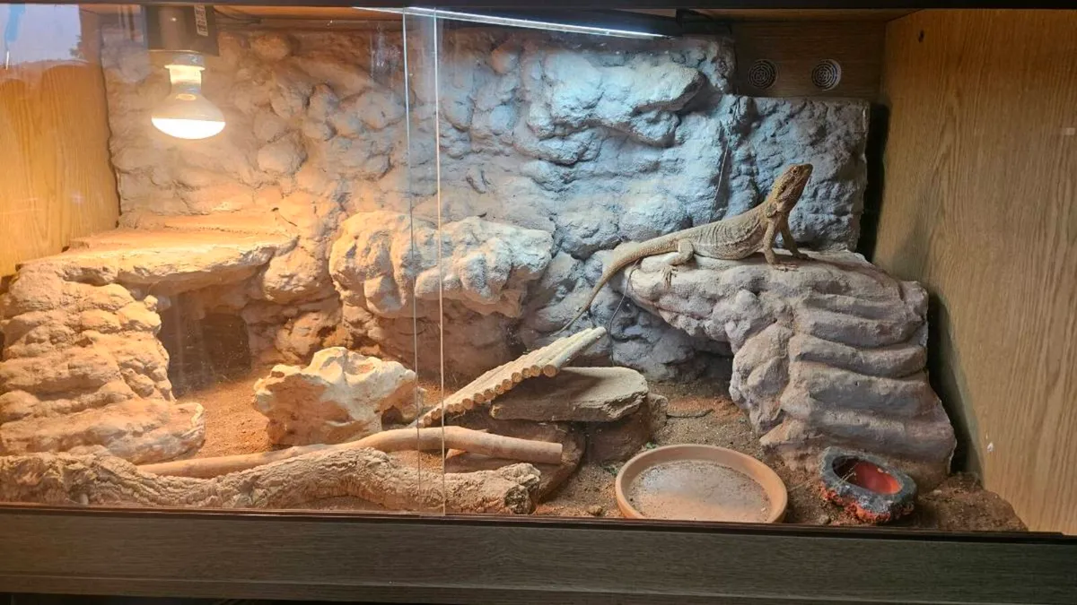 Leather back Bearded Dragon - Image 1