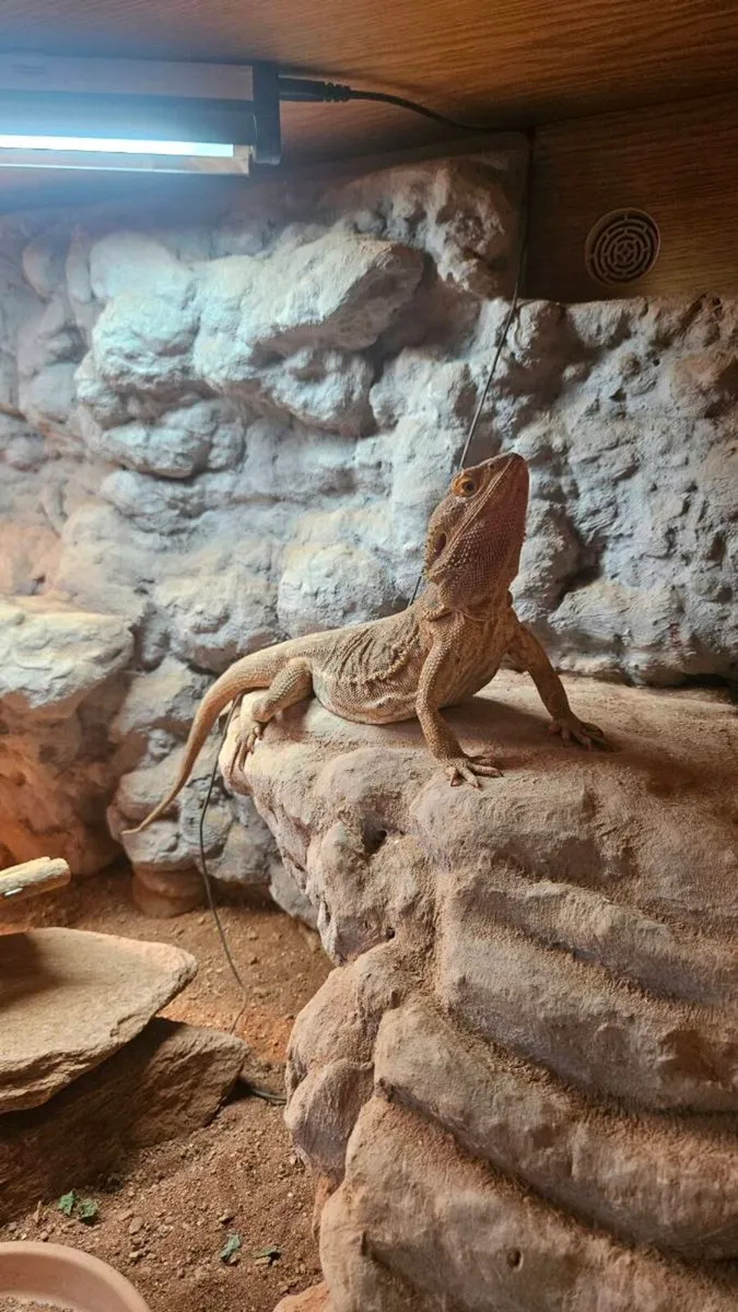 Leather back Bearded Dragon - Image 2