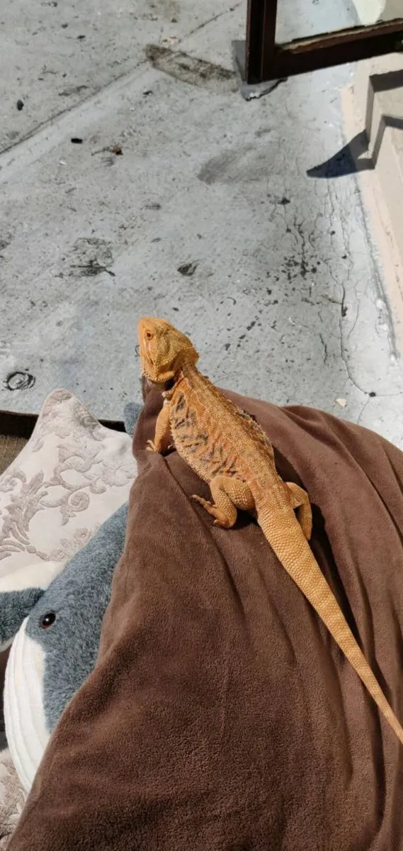 Leather back Bearded Dragon - Image 4